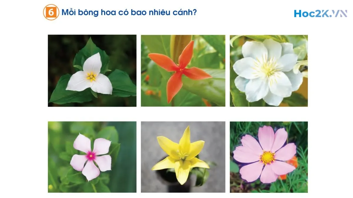 Em ôn lại những gì đã học - Hình 11