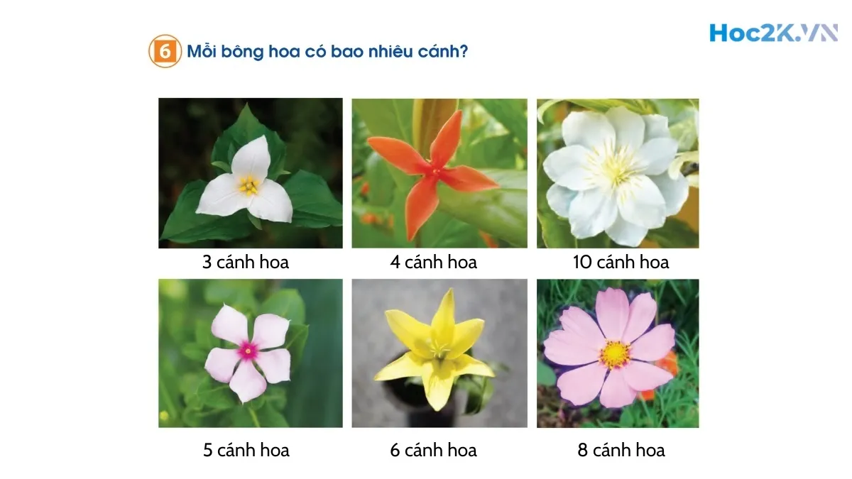 Em ôn lại những gì đã học - Hình 12